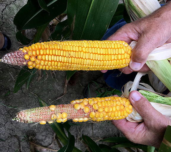 The impact of boron on corn